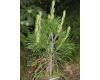 Pinus tabuliformis - 1
