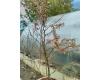 Prunus incisa Kojou-no-mai - 1