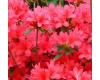 Rhododendron obtusum Thierry - 1