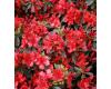 Rhododendron obtusum Hot Shot - 1
