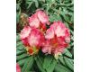 Rhododendron obtusum  Peggy Ann - 1