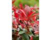 Photinia fraseri Red Robin - 1