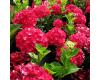 Hydrangea macrophylla 'Alpenglühen' - 1