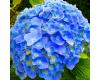Hydrangea macrophylla 'Nikko Blue - 1