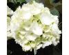 Hydrangea macrophylla 'Snowball - 1