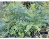 Xanthoceras sorbifolium - 1