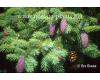 Picea Likiangensis - 1